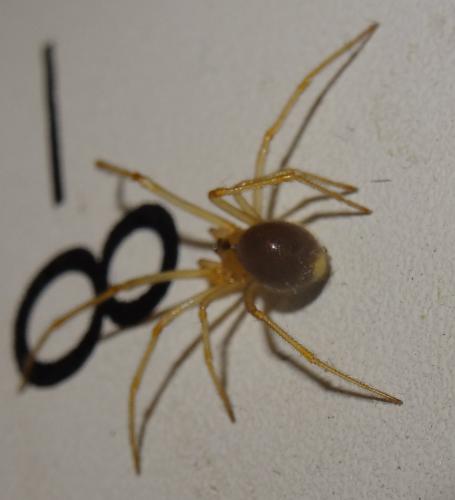 Nesticus cellulanus